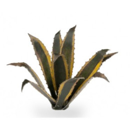 PLANTES PAPIER - Laser Plants - Agave