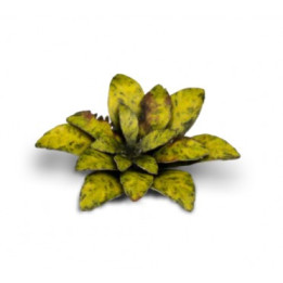 PLANTES PAPIER - Laser Plants - Dumb Cane