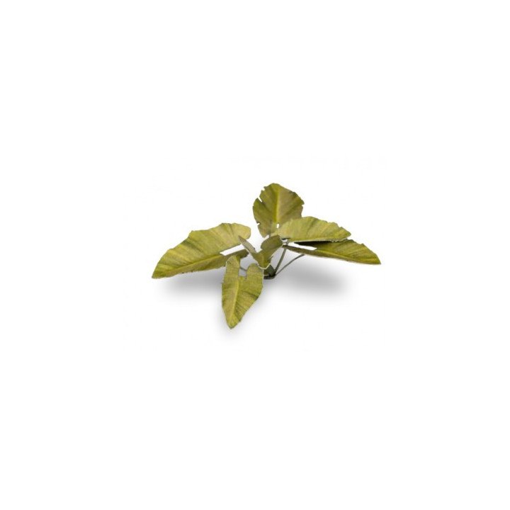 PLANTES PAPIER - Laser Plants - Elephant Ear