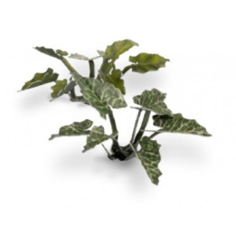 PLANTES PAPIER - Laser Plants - Lords-and-Ladies