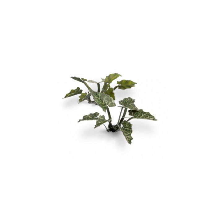 PLANTES PAPIER - Laser Plants - Lords-and-Ladies