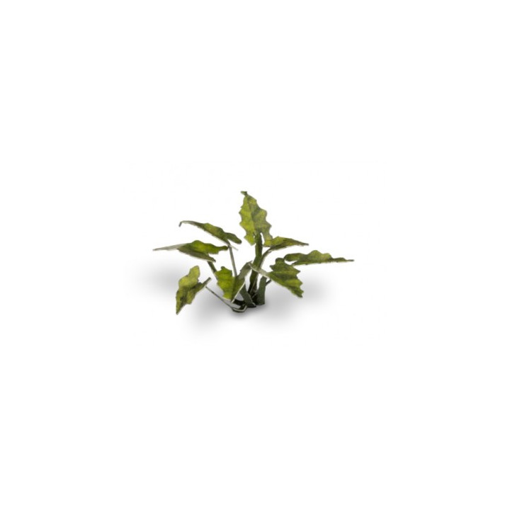 PLANTES PAPIER - Laser Plants - Lords-and-Ladies