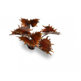 PLANTES PAPIER - Laser Plants - Alien Flytrap