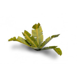 PLANTES PAPIER - Laser Plants - Banana Tree