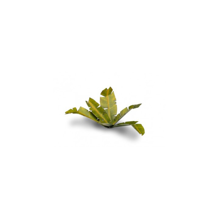 PLANTES PAPIER - Laser Plants - Banana Tree