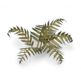 PLANTES PAPIER - Laser Plants - Bracken