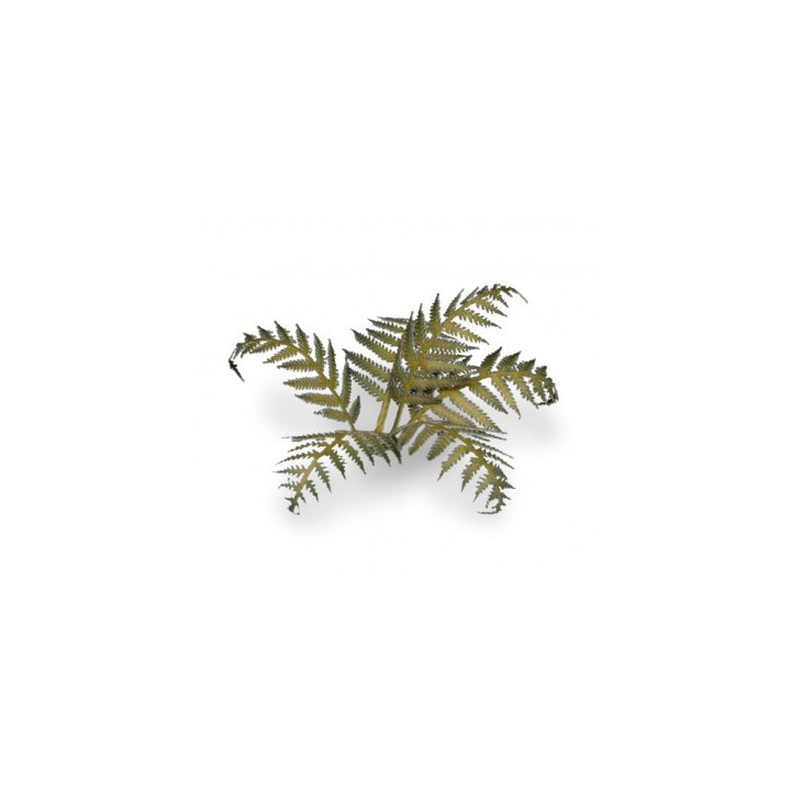 PLANTES PAPIER - Laser Plants - Bracken