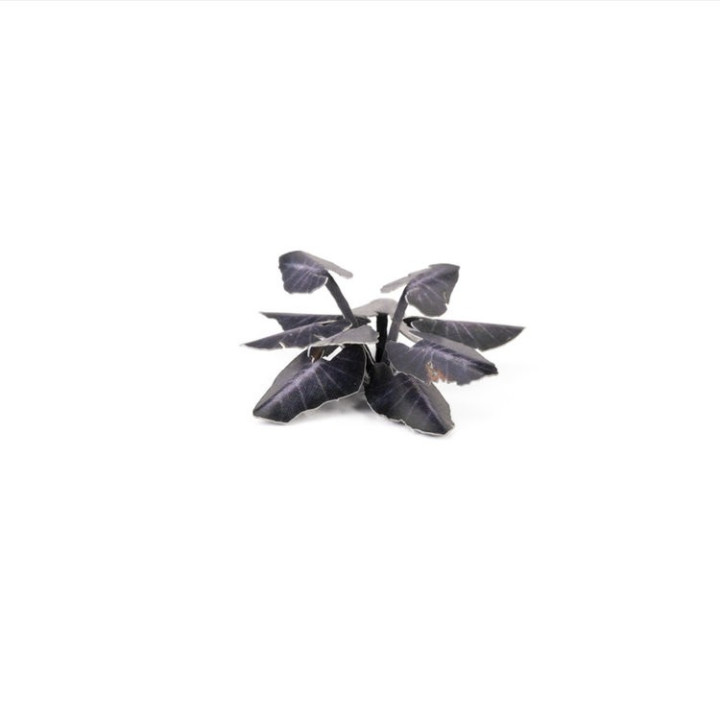 Laser Plants - Black Magic Taro - PAPER PLANTS