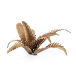 PLANTES PAPIER - Laser Plants - Deer Fern