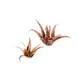 PLANTES PAPIER - Laser Plants - Red Aloe