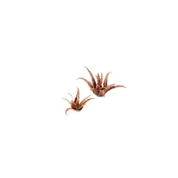 PLANTES PAPIER - Laser Plants - Red Aloe