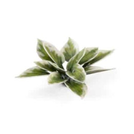 PLANTES PAPIER - Laser Plants - Plantain Lily
