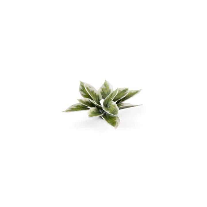 PLANTES PAPIER - Laser Plants - Plantain Lily