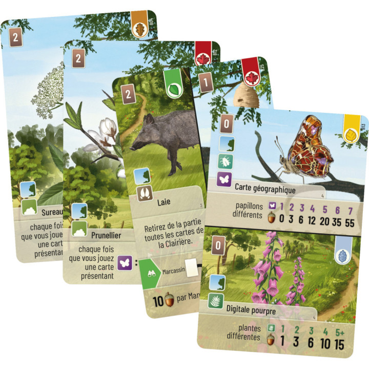 Foresta Mista - Margine della Foresta - GIOCHI ESPERTI